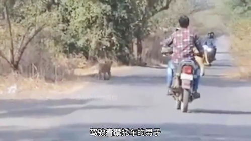 17. 现场真实拍摄 男子骑摩托车回家途中遭遇野生狮子的惊险一