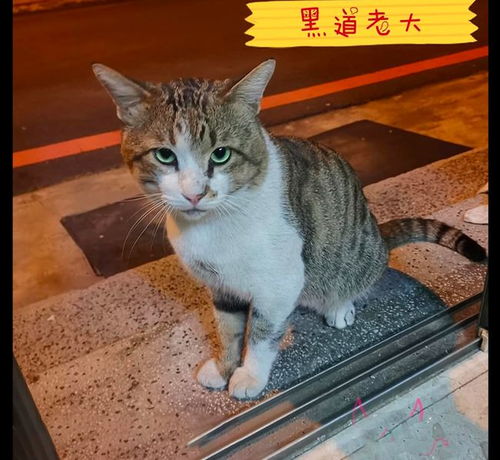 猫的真实情感 喂养3年霸王猫都没能靠近,直到一次生病打开心扉