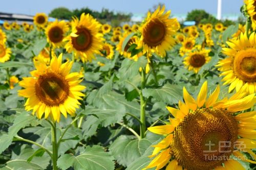 太阳花种植时间和方法养殖方法与技巧,太阳花的习性？