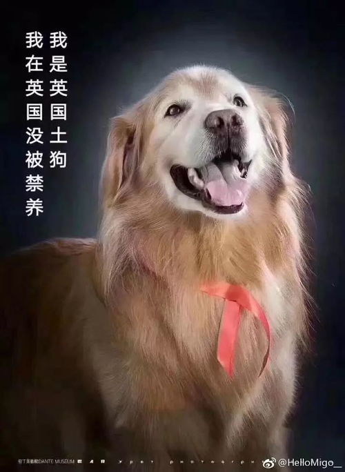 唐山以后不能养狗了 中国土狗竟然成了禁养犬 该限制的不是狗,而是人
