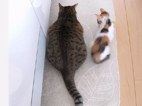 猫咪为什么这么瘦 跟宠主有很大关系,别不知道