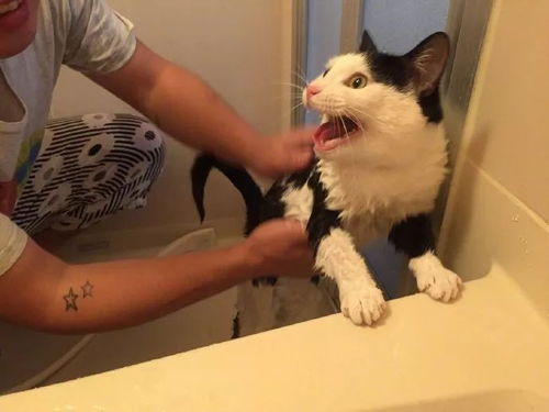 猫咪洗澡拒绝三连,哈哈哈 