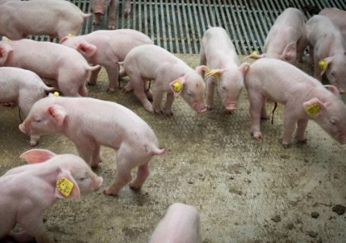 我想知道提出禁止养猪的是哪个专家他家都是吃素食吗(禁止养猪真正原因)