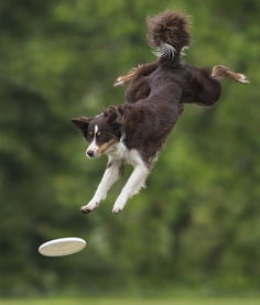 意大利狗狗比赛接飞盘 可跳1米8高 