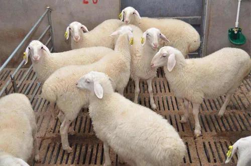 圈养羊想赚钱,选什么品种是关键 6点对比告诉您答案 小尾寒羊 