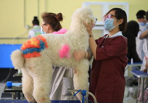 岳阳宠物美容培训好吗