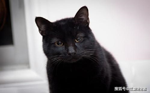 你身边有人养黑猫吗 为什么很少看到黑猫的身影