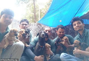 视频 8只狗崽全身浸满沥青 救援者数小时清理全部幸存