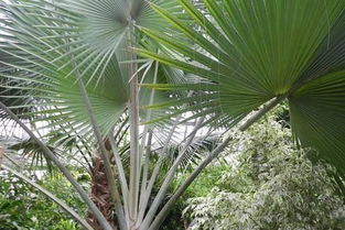 棕榈树的种植技术 