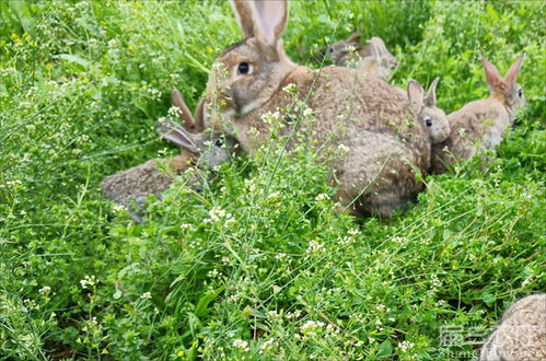 哪里有 东莞卖买商品兔子种兔肉兔养殖基地电话批发价格 