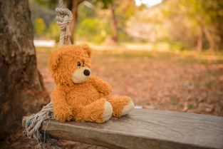 熊,模糊,特写,可爱,景深,焦点,皮毛,公园,填充玩具,秋千,泰迪熊,泰迪熊,玩具,树,树皮,木头,木头 