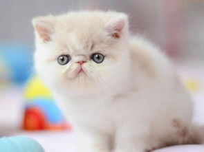 图 自家加菲猫 精品猫 疫苗做好同城可以送上付门款 广州宠物猫 