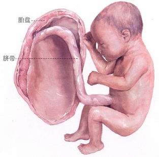 怀孕6个月胎儿大小(孕6个月的胎儿有多大)