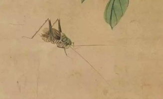 诗经中关于蟋蟀的诗句