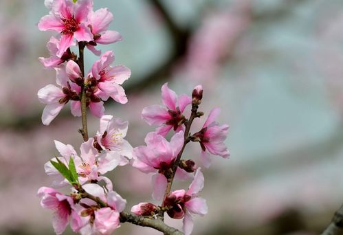 生肖羊旺桃花小技巧来啦