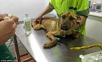 流浪狗被救7周前后对比
