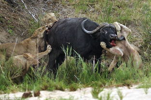 南非野水牛独自对抗5头幼狮90分钟落败 