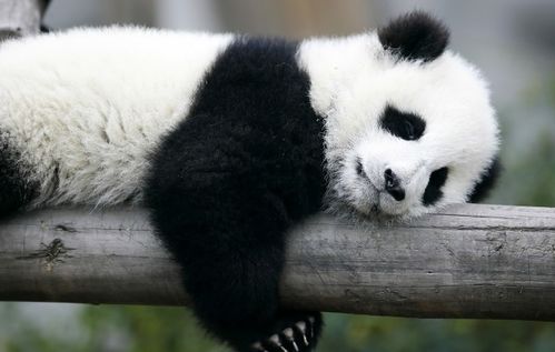 熊猫一般能活多少年 