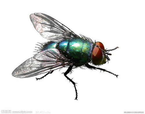 这是啥虫子呀,在房间里飞得嗡嗡嗡的贼大声了,被我用电蚊拍电死了 