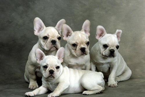 非常适合家养的5种狗,相比于二哈 金毛,它们不拆家