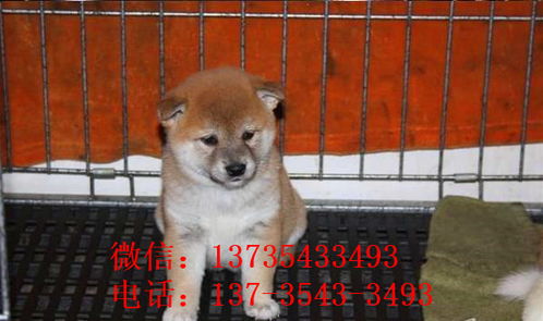 哈尔滨犬舍出售纯种柴犬幼犬领养宠物狗哪里有狗市场买狗卖狗