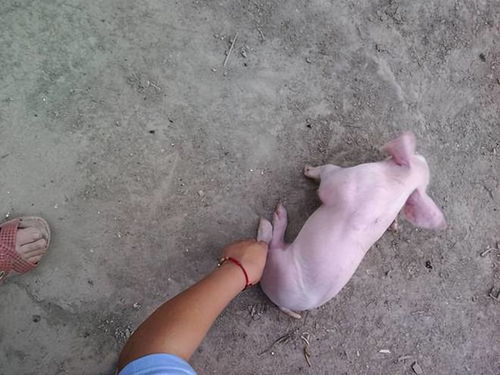 小猪八字腿是什么原因 仔猪八字腿的原因及治疗方法,养猪必备