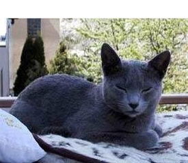 俄罗斯蓝猫就是汤姆猫的原型 这么可爱的猫咪,谁会说它不好看