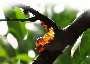 从树上摘下来的桃胶直接可以吃吗,刚摘的桃胶能保存多久？