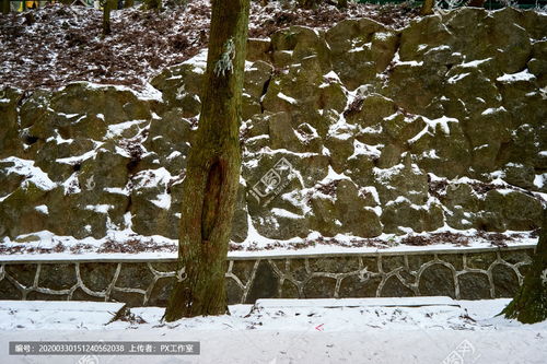 松树积雪