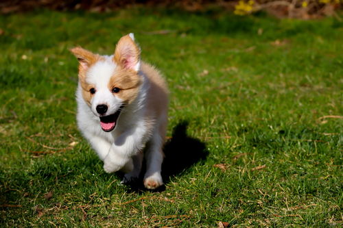 牧羊犬大家族除了边牧 德牧还有多少种类