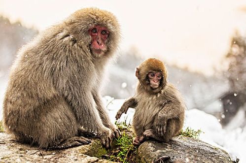 属猴人2021年,穿什么颜色鞋子最旺 生肖猴12月底开始转变