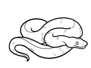 属蛇女人的弱点是什么,蛇的弱点是什么？雄黄粉还是打七寸？研究人员说出答案