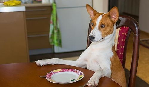 如何让狗狗在吃饭的时候冷静下来,要想狗狗不抢食,得教会它规矩