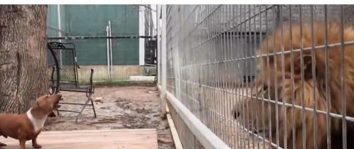 两只小狗狮子笼子外叫嚣,狗狗被放进笼子后,随后一幕让人傻眼了