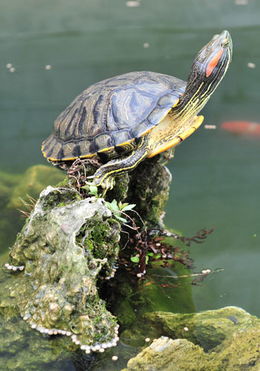 巴西龟一个礼拜不喂食，不换水会死吗？