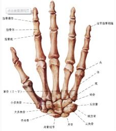 手足短骨解剖及常见疾病的影像学表现