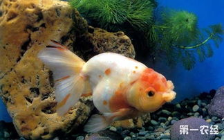 水产知识 金鱼寿命有多长