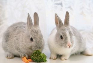 兔子可以吃红薯吗 