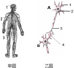 神经系统的中枢部分的组成为