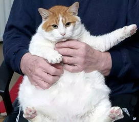 英国宠物减肥大赛,啥都能瘦了,只有橘猫瘦不下来