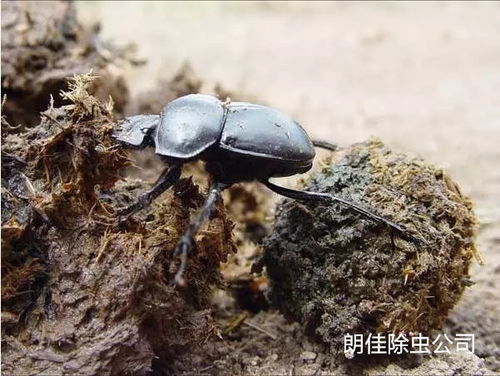 屎壳郎 仰望星空,低头滚屎 