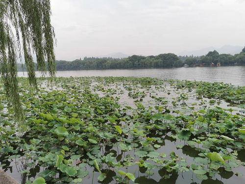 西湖景区淡季停车费收费标准(西湖停车场免费么)