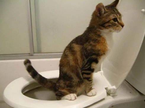 让猫咪像人一样蹲厕所是害猫 多久铲屎一次对猫最好