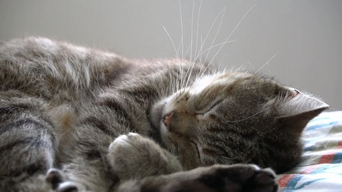 小猫一天睡多久,小猫一天睡多久正常