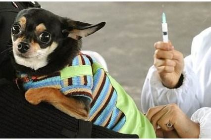 宠物狗疫苗有几联,分别有什么作用 