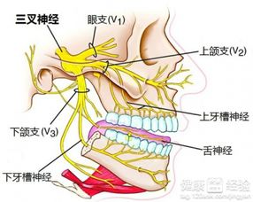 七叶莲片能根治三叉神经痛吗