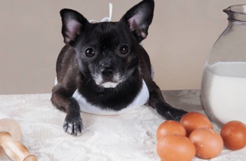 经验分享 狗狗拉稀可以吃蛋黄吗 狗拉稀吃蛋黄可以吗