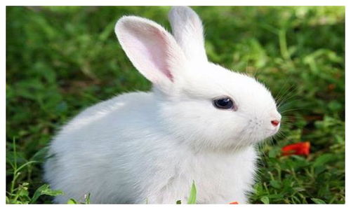 2020年生肖兔,在鼠年运势精准全面解析,建议收藏