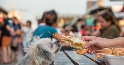狗狗可以吃煮熟的虾仁吗 狗狗可以吃虾吗