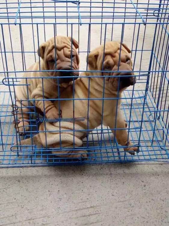纯种沙皮犬出售 广州犬舍哪里有宠物狗市场买狗的地方在哪里卖狗